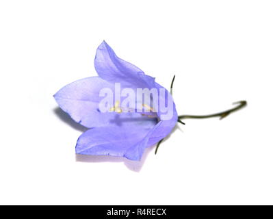 Bluebell fleur sur fond blanc Banque D'Images