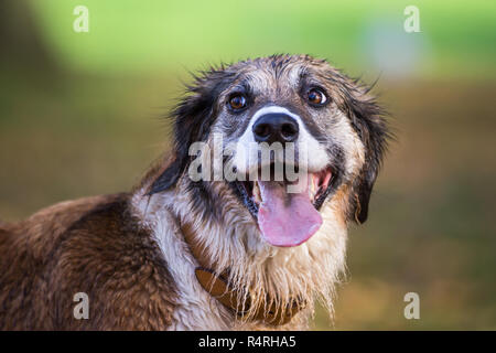 Chien jouant dans l'eau/ les feuilles d'automne Banque D'Images