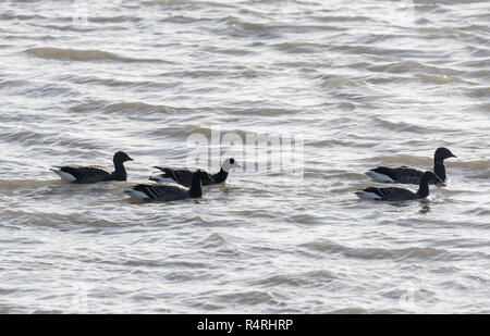 Troupeau de natation de la Bernache cravant (Branta bernicla) Banque D'Images