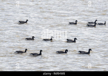 Troupeau de natation de la Bernache cravant (Branta bernicla) Banque D'Images