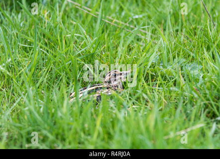 Un Jack Snipe (Lymnocryptes minimus) dans l'herbe, cet oiseau a été capturé par une sonnerie et montré à nous. Il s'envolait vers la prairie peu après. Banque D'Images