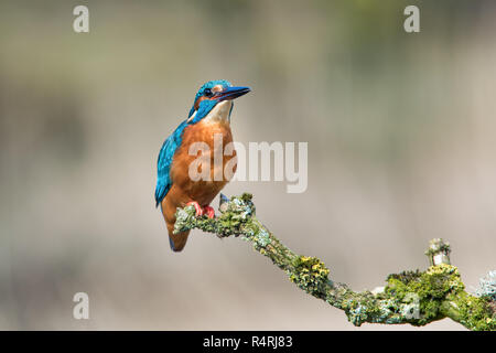 Close up of a male kingfisher perché sur une branche couverte de lichens à la vigilance et de la droite dans l'espace de copie Banque D'Images