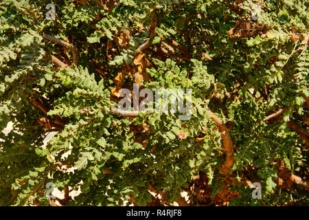 Plantation d'encens (boswellia sacra) à Wadi Dawkah, Salalah, région de Dhofar, Oman. Banque D'Images