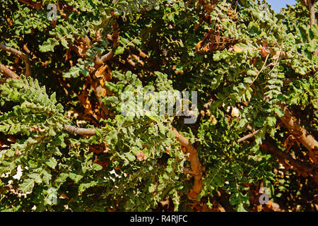 Plantation d'encens (boswellia sacra) à Wadi Dawkah, Salalah, région de Dhofar, Oman. Banque D'Images