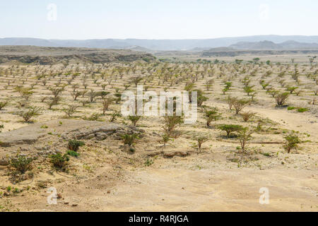 Plantation d'encens (boswellia sacra) à Wadi Dawkah, Salalah, région de Dhofar, Oman. Banque D'Images