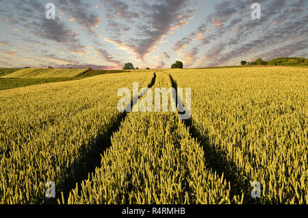 Les voies du tracteur dans les terres agricoles du blé pendant le coucher du soleil Banque D'Images