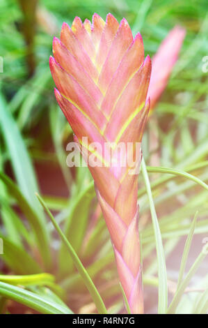 Red bromeliad flower / beau jardin de plantes ornementales dans la maison verte avec des fleurs de mauve / broméliacées broméliacées plantes colorées de la famille Banque D'Images