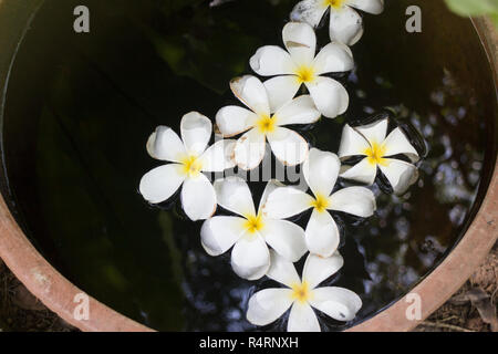 Plumeria Flowers In Garden un bol d'eau Banque D'Images