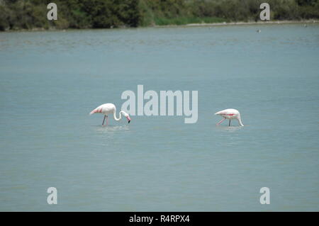 Flamants Roses en espagne Banque D'Images