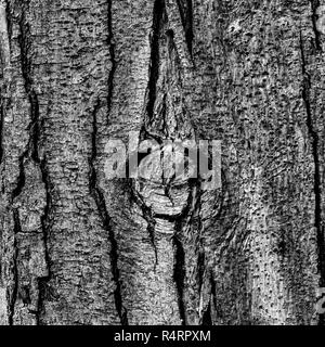 L'écorce d'un bois rouge, Sequoia sempervirens, avec une encoche centrale, le rendu noir et blanc- la texture ou l'arrière-plan Banque D'Images