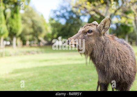 Cerfs mâles mignon Banque D'Images