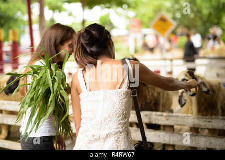 Deux jeunes amis femme multi-ethnique se nourrir les moutons tout en hav Banque D'Images