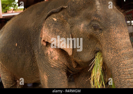 Bénéficiant de l'éléphant d'Asie de l'ensemble de l'herbe verte saine dans Ayuttha Banque D'Images