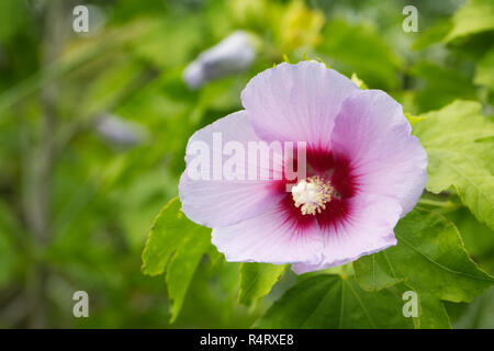 Hibiscus x resi fleur. Banque D'Images