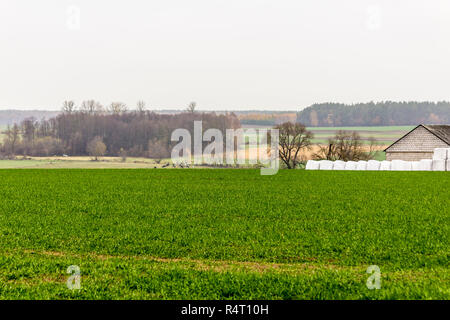 Un troupeau de vaches est brouté dans une prairie avec l'herbe verte.. Les bovins Holstein Friesian. La fin de l'automne. Ferme laitière. Podlasie, Pologne. Banque D'Images