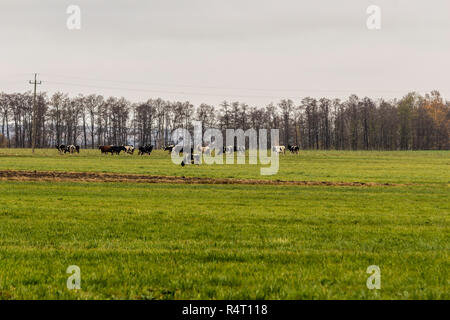 Un troupeau de vaches est brouté dans une prairie avec l'herbe verte.. Les bovins Holstein Friesian. La fin de l'automne. Ferme laitière. Podlasie, Pologne. Banque D'Images