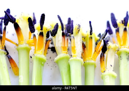 Groupe des tulipes fanées sur fond blanc Banque D'Images