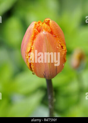 Gros plan sur tulipe orange dans un jardin Banque D'Images