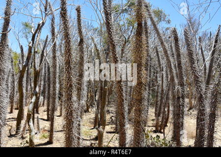 L'arbre pieuvre Didierea Madagascariensis sur Madagascar Banque D'Images