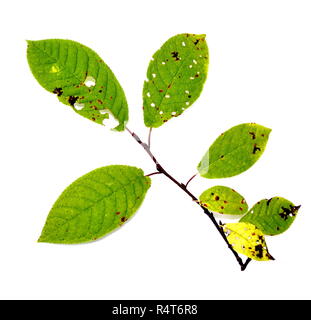 À partir de la direction générale de la bird cherry tree sur fond blanc Banque D'Images