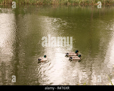 Une bande de canards colverts mâles trois piscine vers le bas le ruisseau rivière dans la lumière du printemps Banque D'Images