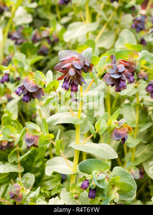 De belles jacinthes mauve à l'extérieur dans le jardin au printemps Banque D'Images