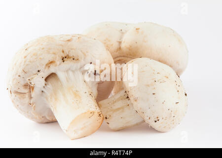 Champignons fraîchement récolté (Agaricus bisporus) isolées Banque D'Images