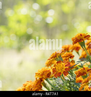 Marigold lumineux vue sur la place d'arrière-plan Banque D'Images