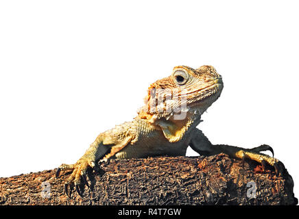 Dragon peint sur Branch isolé sur fond blanc avec Clipping Path Banque D'Images