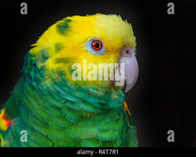 Perroquet amazone à tête jaune Amazona oratrix prisonnier Banque D'Images