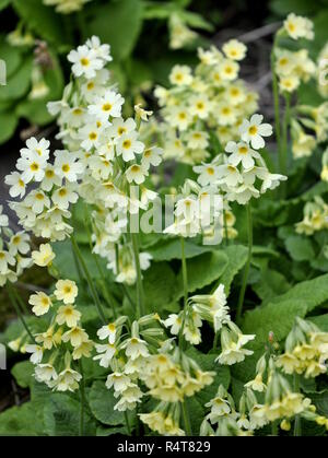 Fleurs Primula veris coucou bleu commun au printemps floraison Banque D'Images