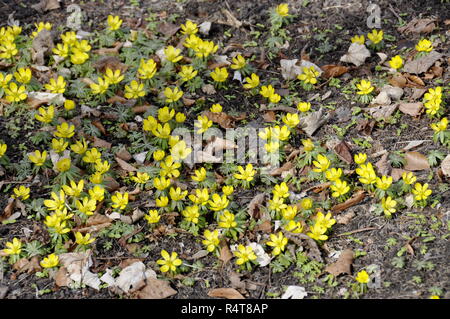 Eranthis hyemalis aconit d'hiver au début du printemps en fleurs Banque D'Images