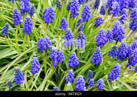 Groupe de blue grape hyacinth Muscari dans un parterre de fleurs Banque D'Images