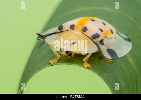 Les coléoptères rares Tortue magnifique mignon close-up Banque D'Images