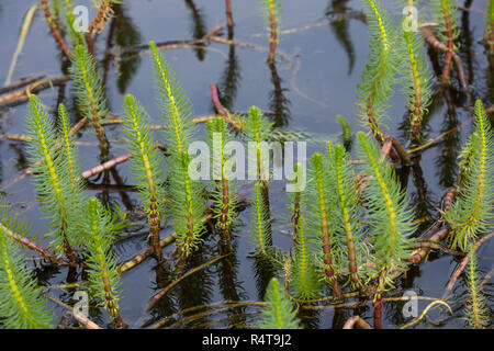 Tannenwedel Tannen-Wedel Tannenwedel,, Gewöhnlicher, Hippuris vulgaris, queue de la Mare commune, mare, la queue de la pesse vulgaire Banque D'Images