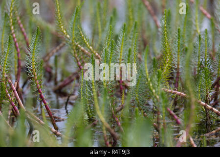 Tannenwedel Tannen-Wedel Tannenwedel,, Gewöhnlicher, Hippuris vulgaris, queue de la Mare commune, mare, la queue de la pesse vulgaire Banque D'Images