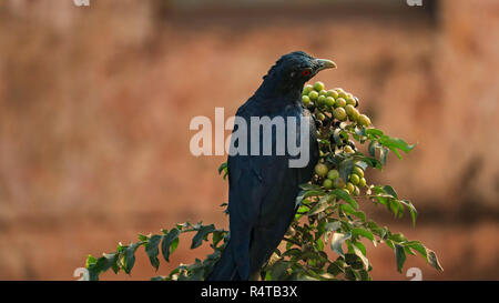 Un Drongo est vu en mangeant des fruits. Banque D'Images