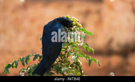 Un Drongo oiseau est isolé vu manger les graines dans un matin ensoleillé. Banque D'Images