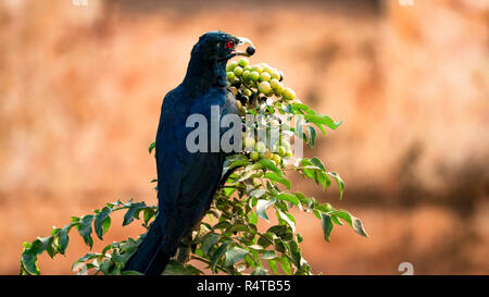 Un Drongo oiseau est isolé vu manger les graines dans un matin ensoleillé. Banque D'Images