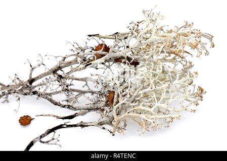 Lichen des rennes Cladonia rangiferina isolé sur fond blanc Banque D'Images