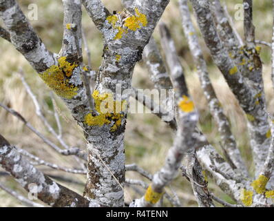 De lichen et de mousse sur un tronc d'arbre Banque D'Images