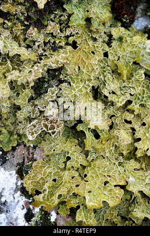 Gros plan sur le lichen pulmonaire Lobaria pulmonaria Banque D'Images