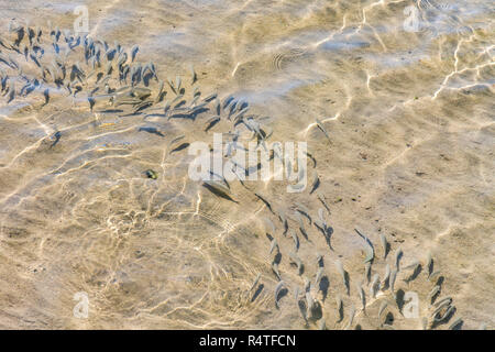 Banc de poissons en eau peu profonde. Troupeau d'alevins en eau peu profonde. Arrière-plan de la nature. L'ombre de ménés natation en eau peu profonde avec des vagues. Afin Banque D'Images