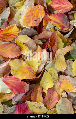 Parrotia persica, feuilles tombées en automne. Banque D'Images