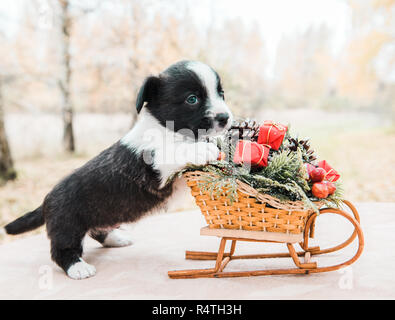 Chiot corgi avec Nouvelle Année traîneau avec des cadeaux sur l'arrière-plan d'hiver Banque D'Images