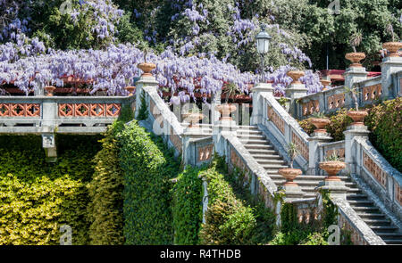 Escalier du château royal dans la floraison des glycines Banque D'Images