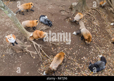 De nombreux fox manger ensemble Banque D'Images