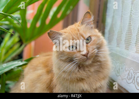 Une rouge, tabby cat tom Banque D'Images