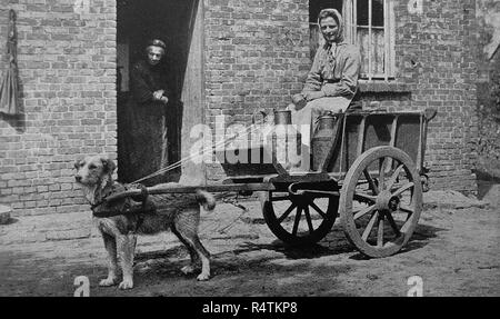 Belgique Panier chien livrer du lait c1940's Banque D'Images