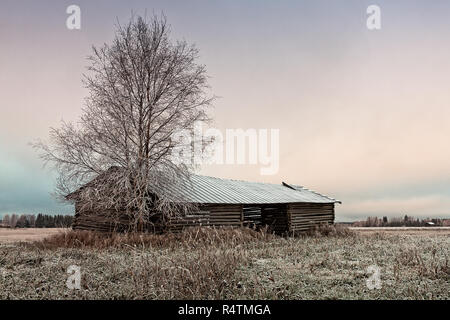 Une grange en deux parties avec un toit brisé se dresse sur le frosty champs de la Finlande en milieu rural. Le froid matin se transforme en une journée nuageuse. Banque D'Images